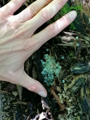 Helix pomatia