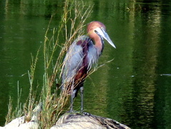 Ardea goliath