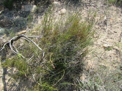 Restio gaudichaudianus