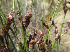 Restio gaudichaudianus