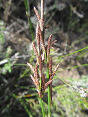 Restio gaudichaudianus