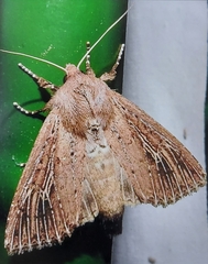 Lepidoptera