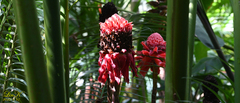 Tracheophyta