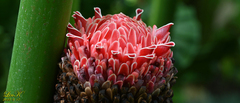 Tracheophyta