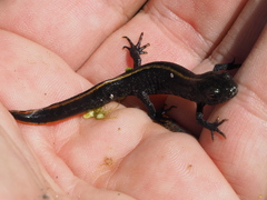 Triturus carnifex