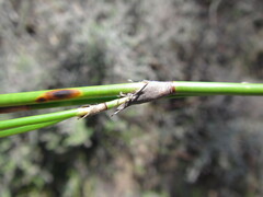 Restio gaudichaudianus