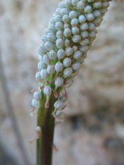 Drimia maritima