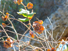 Lonicera implexa
