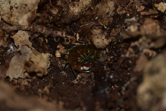Scolopendra dalmatica