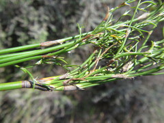 Restio gaudichaudianus