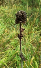Campanula cervicaria