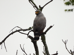 Rupornis magnirostris