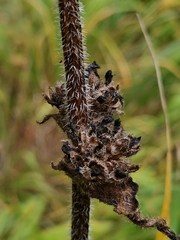 Campanula cervicaria