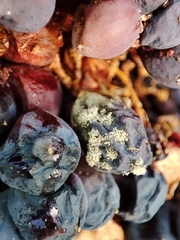 Botrytis cinerea