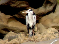 Ardea cinerea cinerea
