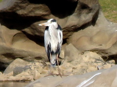 Ardea cinerea cinerea