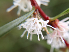 Hakea ulicina