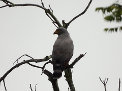 Rupornis magnirostris