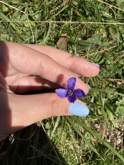 Gentianopsis ciliata ciliata
