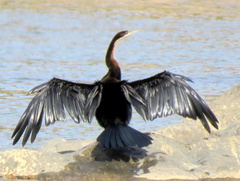 Anhinga rufa rufa