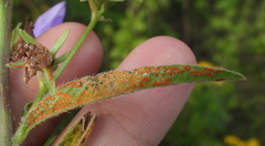 Coleosporium campanulae