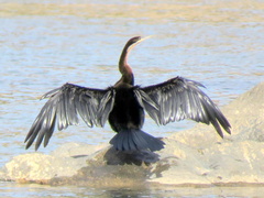 Anhinga rufa rufa