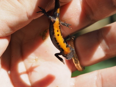Triturus carnifex