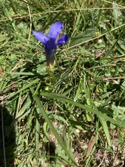 Gentianopsis ciliata ciliata