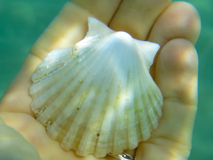 Pecten