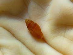 Amphissa versicolor