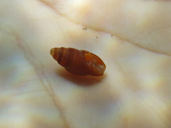 Amphissa versicolor