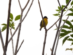Euphonia laniirostris