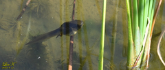 Lithobates catesbeianus