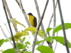 Euphonia laniirostris
