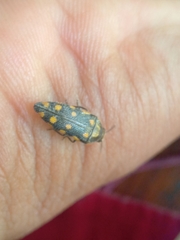 Acmaeodera xanthosticta
