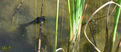 Lithobates catesbeianus