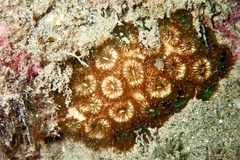 Cladocora caespitosa