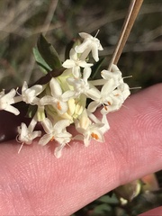 Pimelea linifolia linifolia