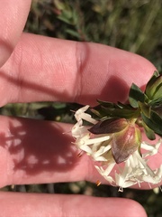 Pimelea linifolia linifolia