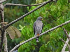 Rupornis magnirostris