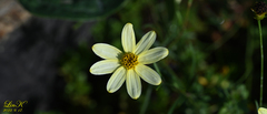 Tracheophyta