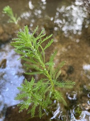 Myriophyllum aquaticum