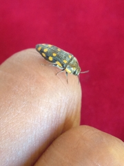 Acmaeodera xanthosticta