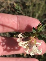 Pimelea linifolia linifolia