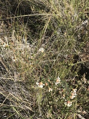 Pimelea linifolia linifolia