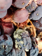 Botrytis cinerea