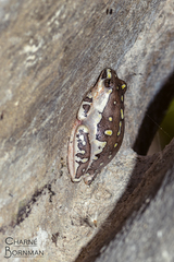 Hyperolius marmoratus