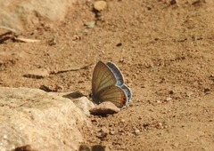 Everes lacturnus