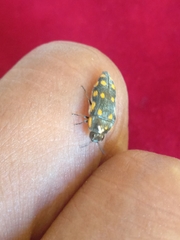 Acmaeodera xanthosticta