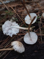 Mycena